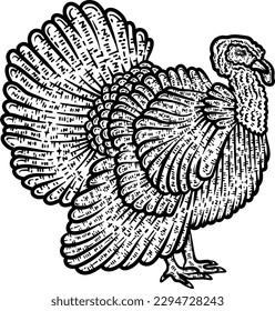 Turkey Animal Coloring Page for Adults