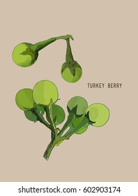 turkey berry (Solanum torvum) , vegetable , thai spice , herb .
Hand drawn sketch line art vector. 