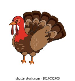 Turkey bird cartoon