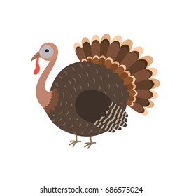 Turkey bird cartoon