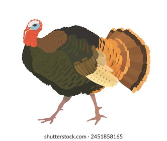 Ilustración vectorial de dibujos animados de pavo. Animales de granja, naturaleza salvaje animal aislado Clipart.