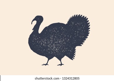 Turkey, bird. Concept design of farm animals - Turkey side view profile. Isolated black silhouette turkey on white background. Vintage retro print, poster, icon. Vector Illustration