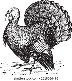 Turkey (bird), From the Dictionary of Word and Things, 1888.