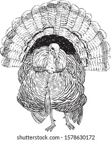 turkey bird drawing realist for artwork.