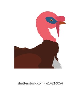 Turkey bird farm