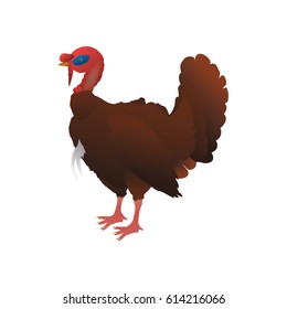 Turkey bird farm