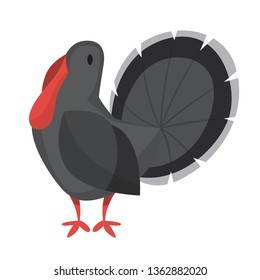 Turkey bird. Farm animal with dark feather. Thanksgiving day dish. Funny creature. Isolated vector illustration in cartoon style