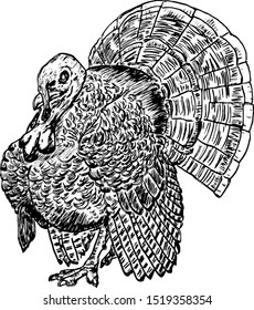 A turkey bird. Hand drawn vector illustration. 