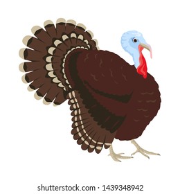 turkey bird isolated on white background. Vector illustration in cartoon flat style.