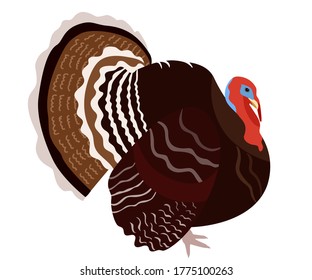 Turkey bird isolated on white background, vector illustration of turkeycock in flat style