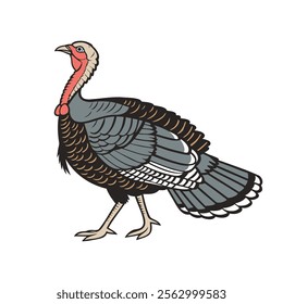 Turkey bird isolated on white background. Hand drawn  illustration