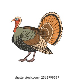 Turkey bird isolated on white background. Hand drawn  illustration