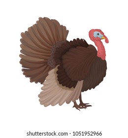 Turkey bird, poultry breeding vector Illustration isolated on a white background.