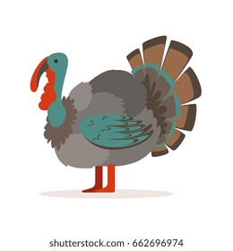 Turkey bird, poultry farming vector Illustration