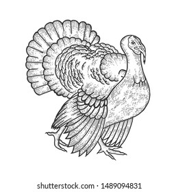 Turkey bird sketch engraving vector illustration. Scratch board style imitation. Hand drawn image.