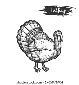 Turkey bird sketch or hand drawn gobbler. Vector illustration of farm animal for thanksgiving day. Vintage sign of domestic cock. Biology and zoology, poultry and holiday, breeding and nature, rural