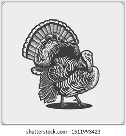 Turkey bird vector illustration. Template for thanksgiving day card. 
