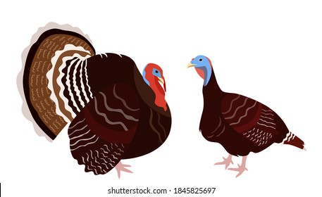 Turkey birds isolated on white background, vector illustration of turkey birds couple, hen and gobbler pair