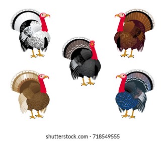 Turkey breeds. Vector Illustration.