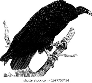 Turkey Buzzard which inhabits a variety of open and semi open areas, vintage line drawing or engraving illustration.
