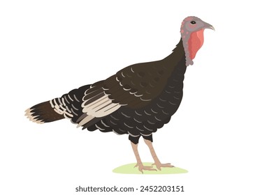 Ilustración vectorial de pájaro de dibujos animados de Turquía. Animales de granja, naturaleza salvaje animal aislado Clipart.