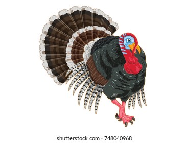 Turkey cartoon in realistic vector illustration