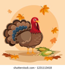 turkey with cobs of thanksgiving day