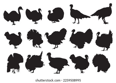 Turkey Cock Bird Vector Bundle