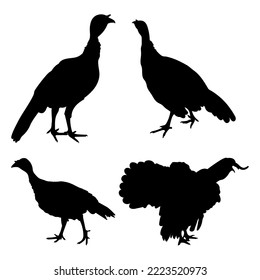 turkey, turkey, turkey cock, gobbler, tom turkey standing, different pack of bird silhouettes, isolated vector