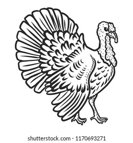 Turkey cock icon. Hand drawn illustration of turkey cock vector icon for web design