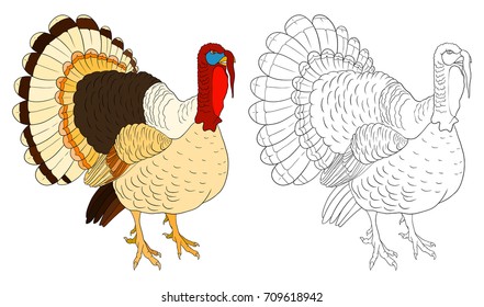 The turkey coloring book with example. Bird vector stock illustration isolated on white.