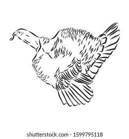 Turkey, Domestic Bird Sketch, Vector Illustration 