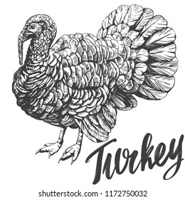 turkey domestic fowl hand drawn vector illustration realistic sketch