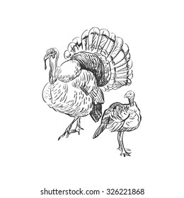 Turkey doodle  Isolated in white background  Excellent vector illustration  EPS 10