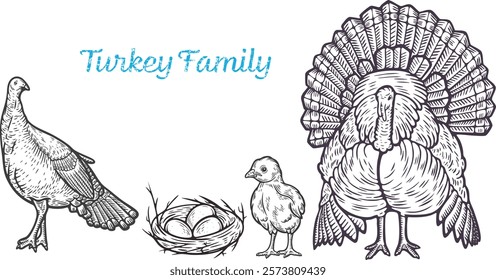 Turkey family tom hen wild domesticated poultry farm feathered bird animal engraving hand drawn illustration black white vintage isolated line art poster label web graphic style sketch silhouette