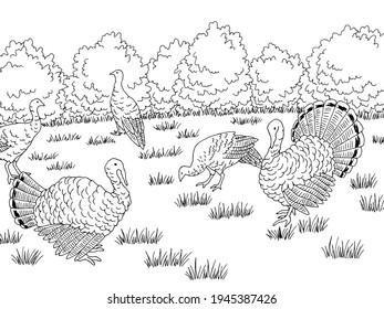 Turkey farm bird yard
