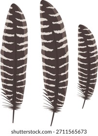 turkey feathers vector illustration drawing.