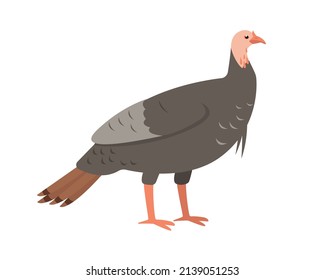 Turkey Female Bird Icon Isolated On White Background. Domestic Farm Or Wild Turkey Bird. Vector Flat Or Cartoon Illustration For Thanksgiving Or Nature Design.