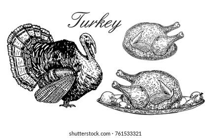 Turkey, turkey fried. Set. Domestic bird meat vector set illustration. Engraving sketch style isolated. Thanksgiving traditional american food.