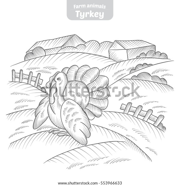Turkey Gobbler Handdrawn Vector Illustration Stock Vector (Royalty Free