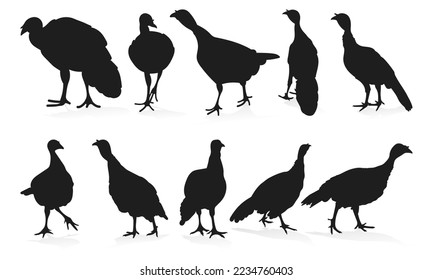 Turkey, gobbler, position standing, walking, set poultry silhouettes hand drawn, isolated vector