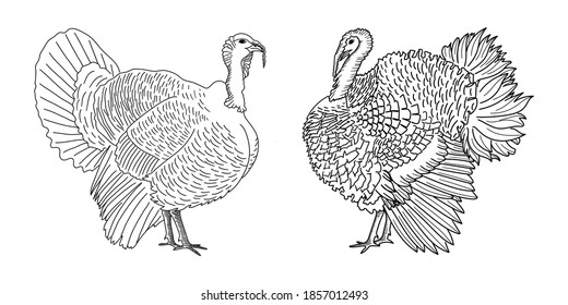 Turkey   gobbler  Thanksgiving icon  Hand drawn sketch  Farm bird graphic design  Vector illustration 