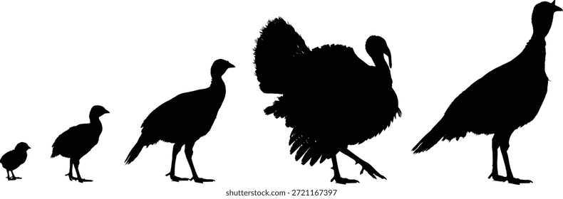 Conjunto de Vectores de silueta de crecimiento de Turquía, etapas de pájaro negro, desarrollo de aves de corral, tema de naturaleza, ilustración de granja, gráfico de pollito a adulto