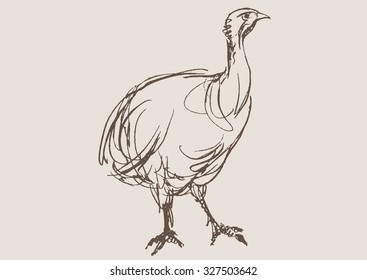 turkey hand draw sketch