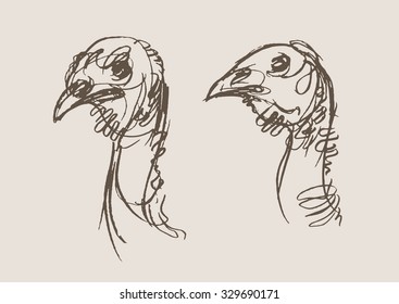turkey hand draw sketch