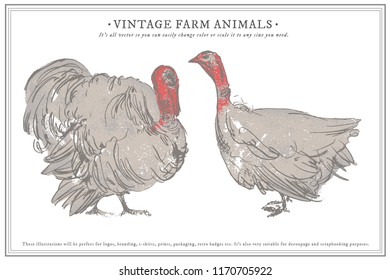 turkey hand draw sketch, vector