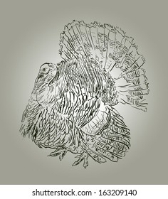 Turkey hand drawing realistic vector illustration.