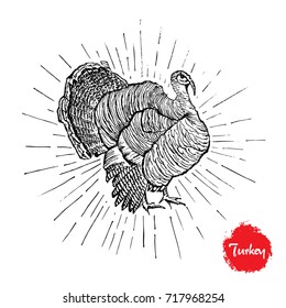 Turkey hand drawn