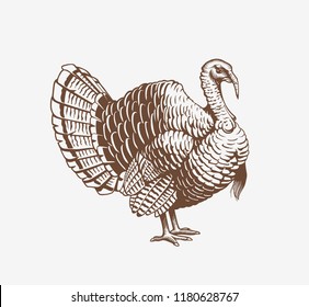 Turkey hand drawn illustration in engraving or woodcut style. Gobbler meat and eggs vintage produce elements. Badges and design elements for the turkeycock manufacturing. Vector illustration.