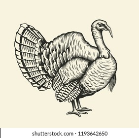 Turkey hand drawn illustration in engraving or woodcut style. Gobbler meat and eggs vintage produce elements. Badges and design elements for the turkeycock manufacturing. Vector illustration.